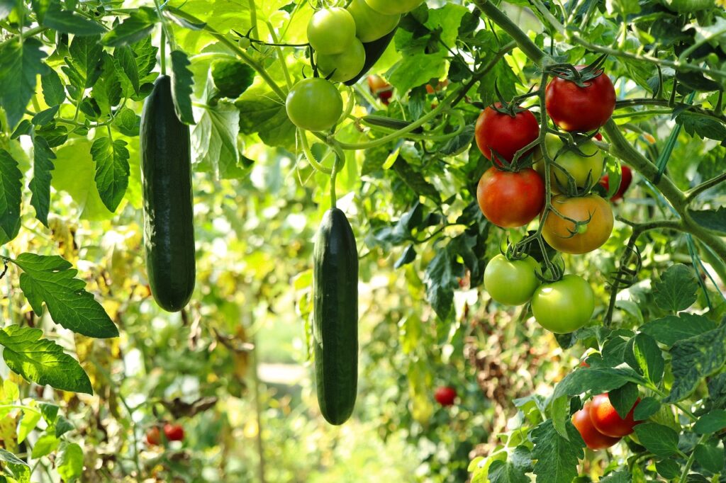cucumber plant, tomato plant, vegetable garden, gardening, nature, horticulture, plants, vegetables