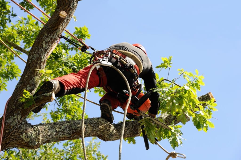 Arboriste expert avec casque et harnais, utilisant une tronçonneuse pour élaguer un grand chêne. Cordes de sécurité et ciel bleu clair.