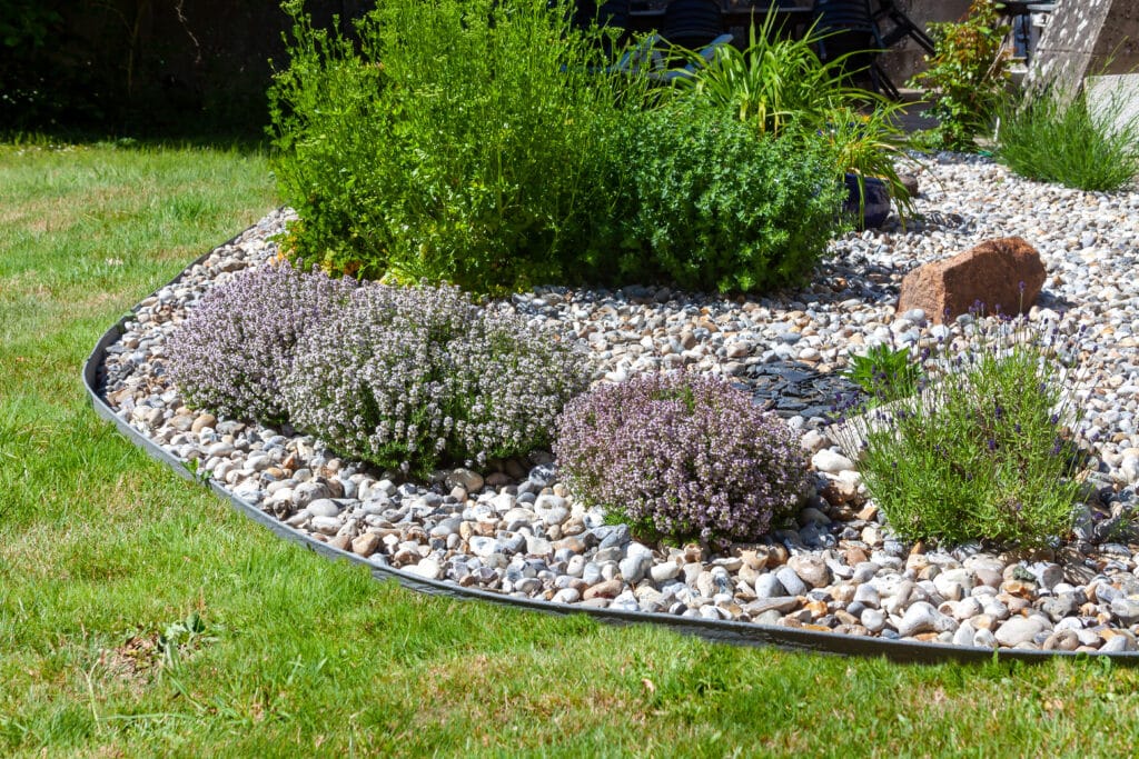 Parterre de jardin courbé avec thym fleuri, lavande et arbustes verts sur des cailloux, bordé d'une pelouse.