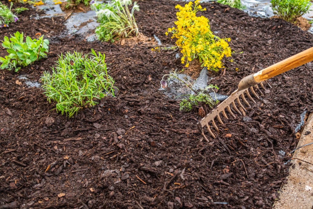 Préparation de jardin: plantes vertes, fleurs jaunes vives et râteau sur paillis foncé. Les plants arrosés sont prêts à être mis en terre.
