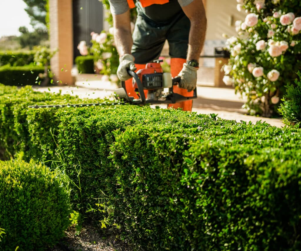 Jardinier taillant une haie verte dense avec un taille-haie motorisé, des feuilles coupées volent. Roses floues en arrière-plan.